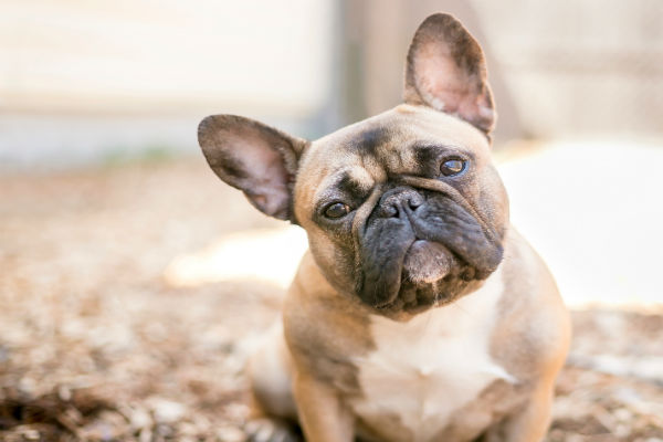 Diferenças entre o buldogue francês e o boston terrier