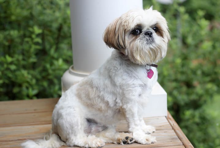 Fratura canina: como evitar acidentes em cães de pequeno porte