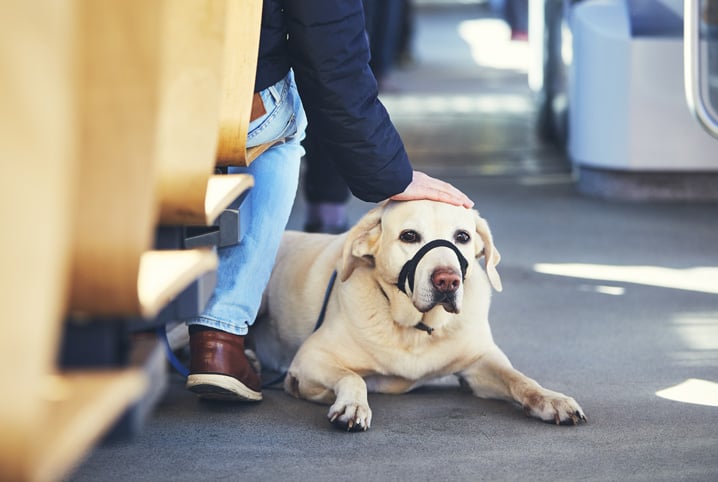 Lugares para viajar com cachorro: dicas para aproveitar as férias