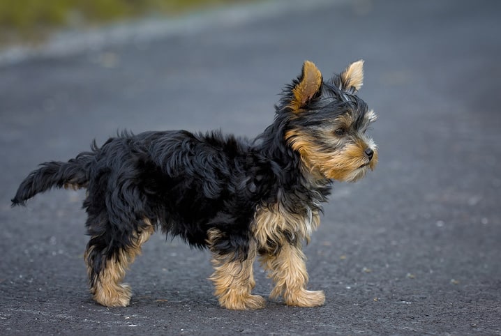 Luxação de patela em cães: o que é e quais seus tipos