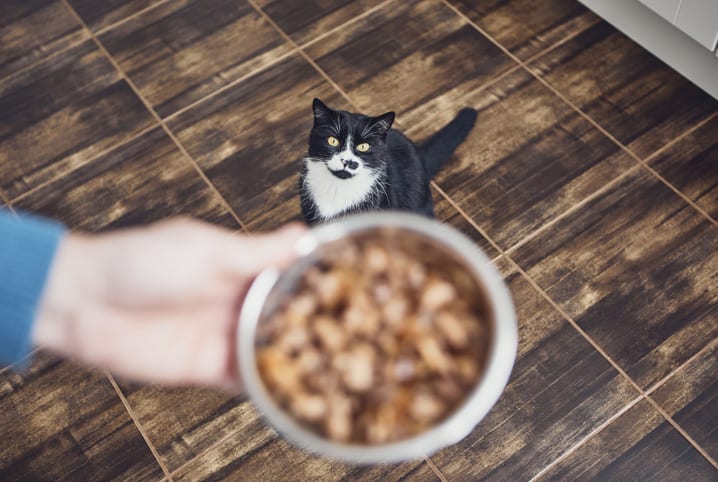 Meu gato não quer comer: veja sete causas comuns para o problema