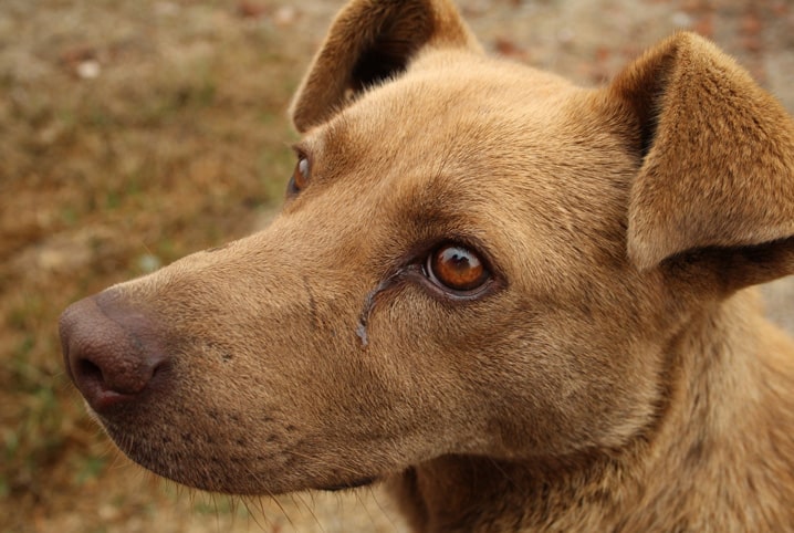 Olho de cachorro remelando: devo me preocupar?