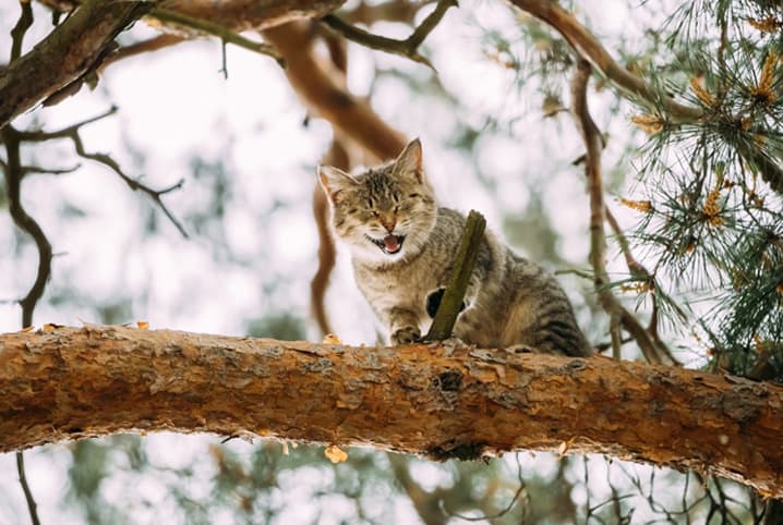 Por que os gatos somem? Saiba o que fazer quando isso acontece