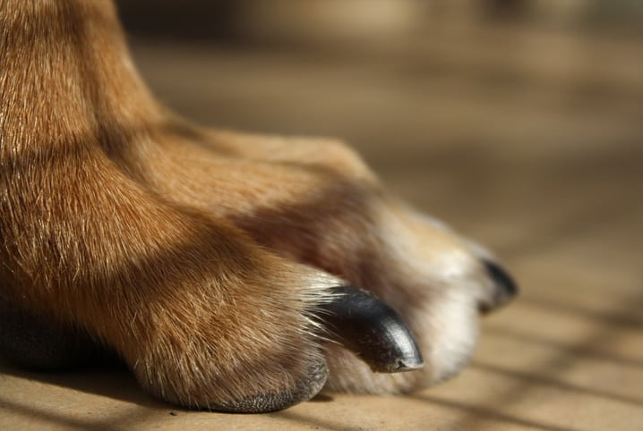 Principais cuidados ao cortar unha de cachorro