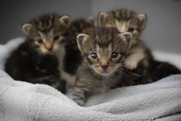 Qual o tempo de gestação de um gato? Saiba mais sobre a gravidez dos bichanos!