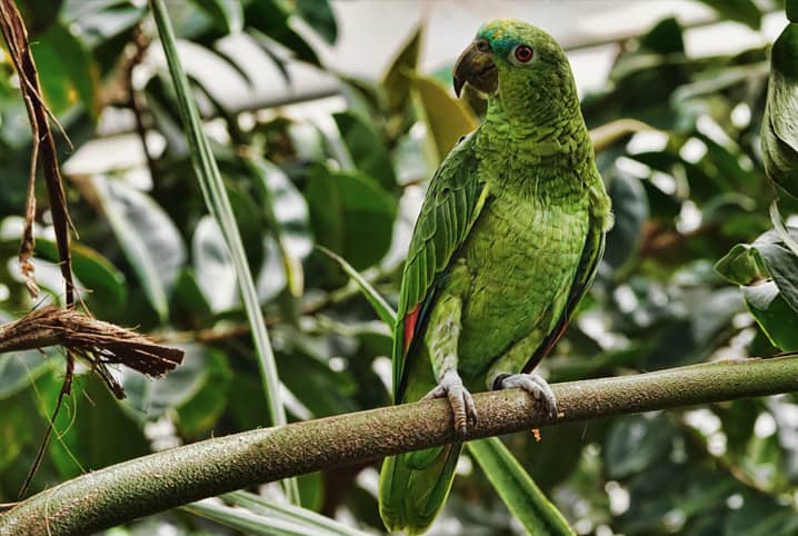 Tudo sobre papagaio: saiba mais sobre este simpático pet