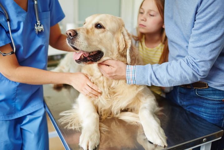 Você sabia que existe banco de sangue veterinário?