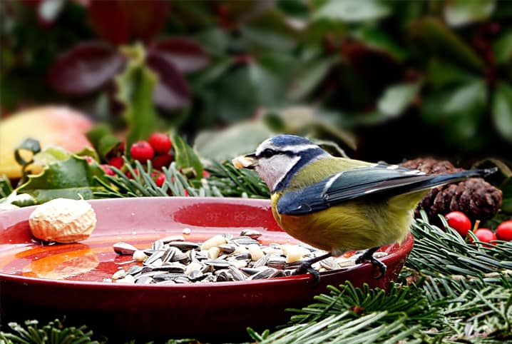 Alimentação de ave: descubra a ração ideal para seu bichinho