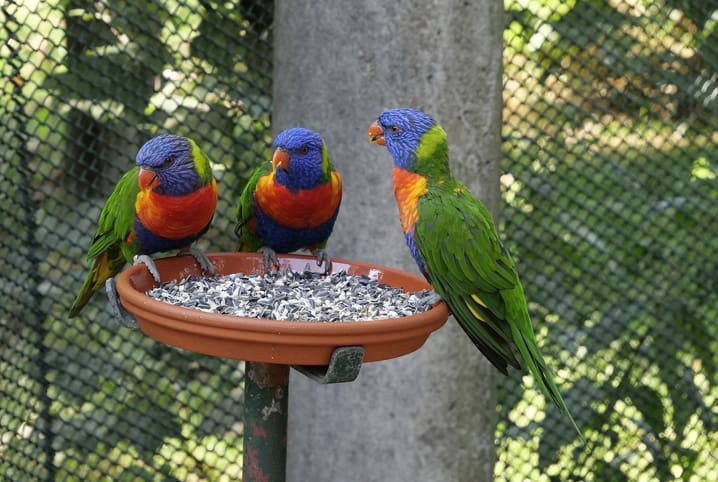 Alimentação de aves: como oferecer uma boa nutrição ao meu pássaro selvagem?