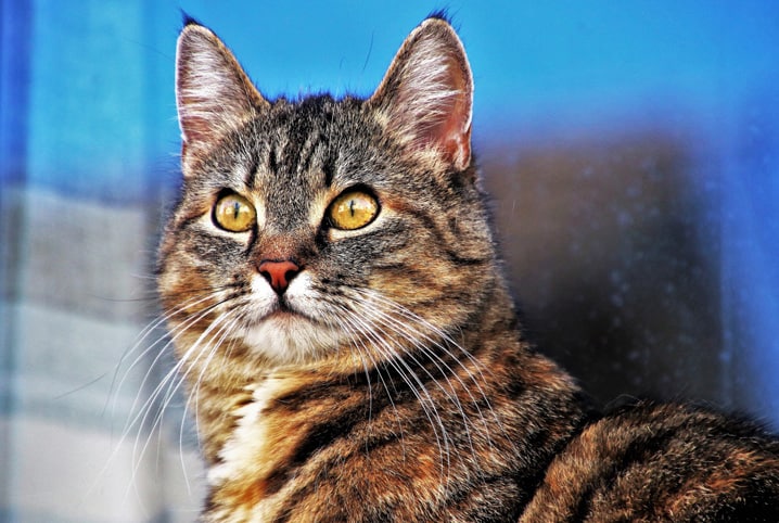 Bigode do gato: ele é fundamental para os felinos