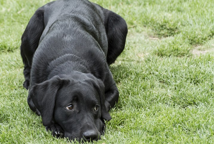 Cachorro com calazar: 6 mitos e verdades sobre a leishmaniose