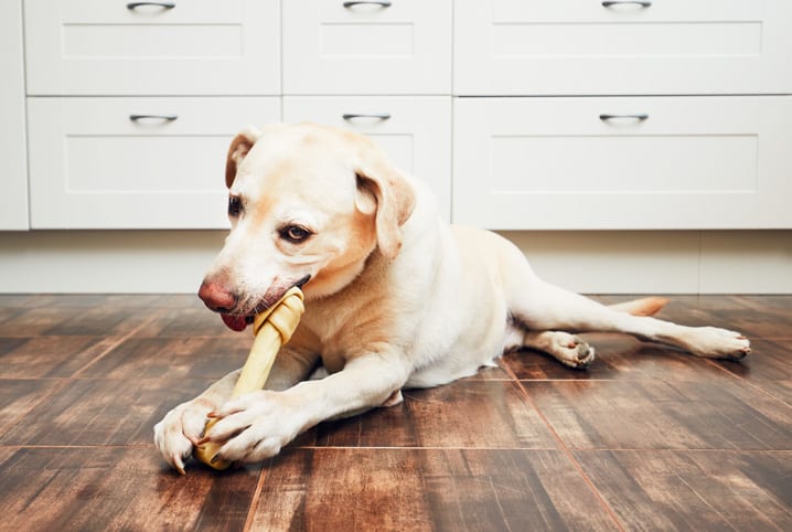 Cachorro pode comer osso? Saiba tudo sobre o assunto