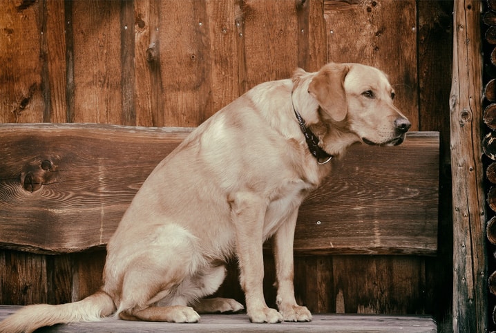 Cão idoso: cuidados especiais para quem já comemorou muitas primaveras