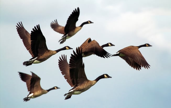 Espécies de aves: saiba tudo sobre a origem desses animais