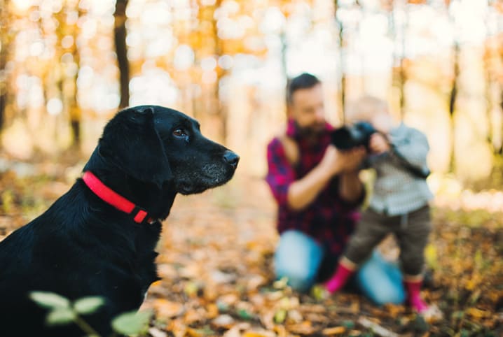 Fotografia pet: saiba tudo sobre essa tendência