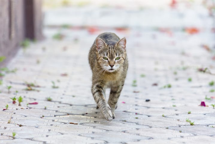 Gata no cio: tire todas as suas dúvidas