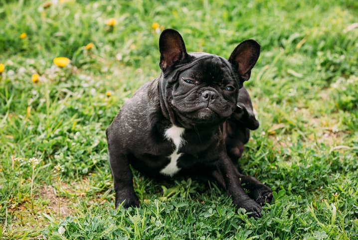 Piolho de cachorro: como tratar e o que fazer para evitar