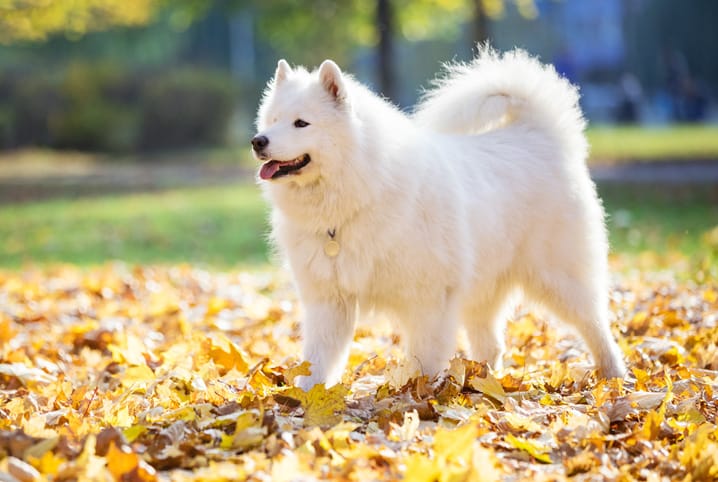 Porque o pelo do cachorro cai? Descubra as principais causas