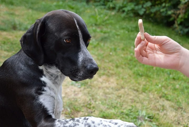 Saiba como fazer adestramento inteligente no pet