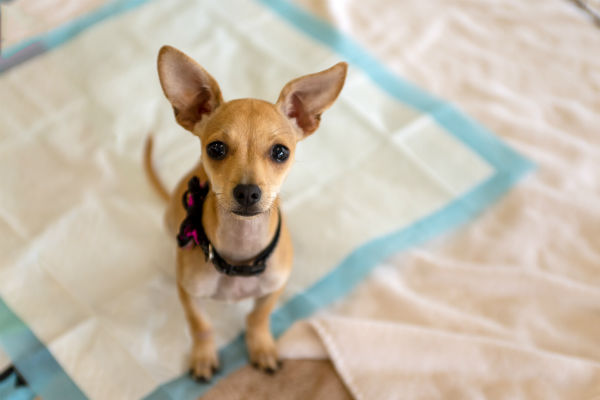 Tapete higiênico para cachorro