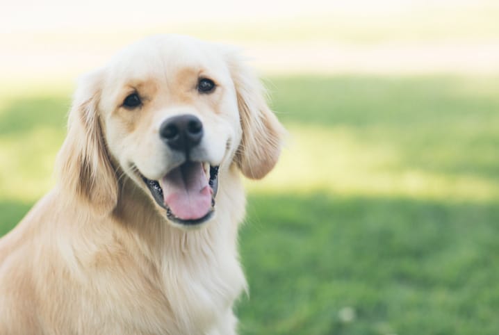 Temperatura de cachorro: tire suas dúvidas sobre o tema!