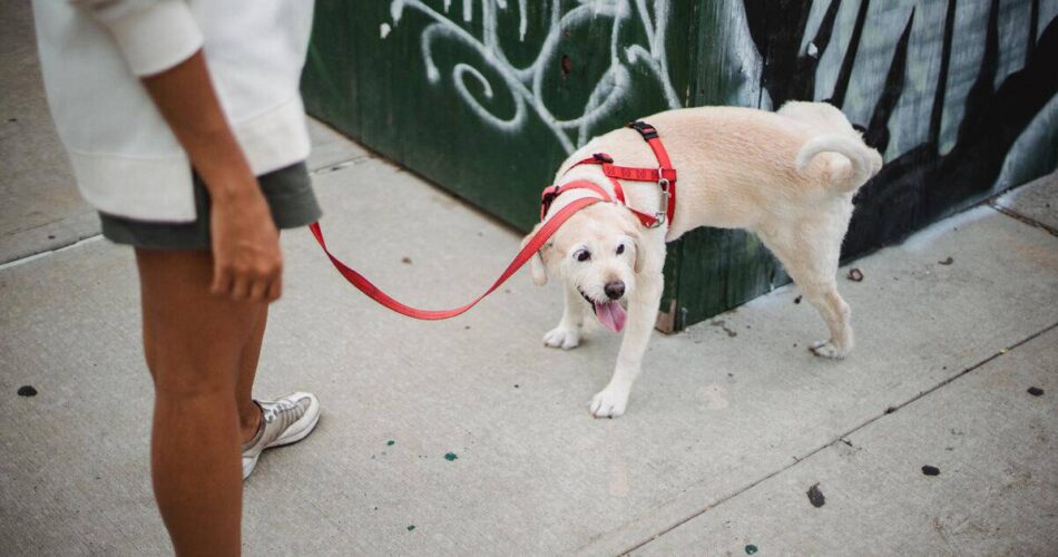 Aprenda a tirar cheiro de xixi de cachorro com 4 dicas incríveis