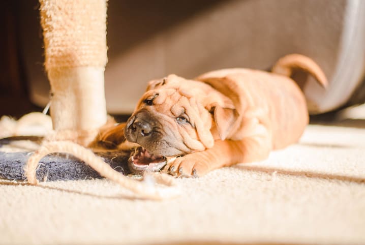 Cachorro arranhando parede: descubra o que pode ser