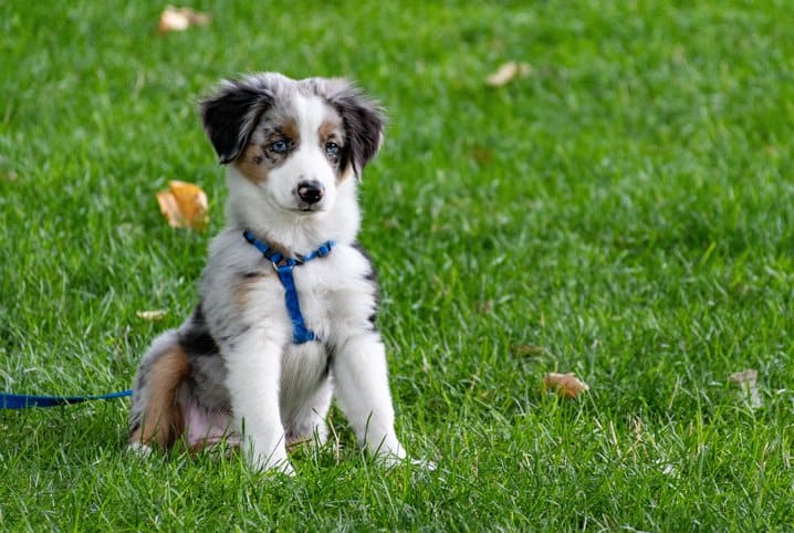 Cachorro come grama? Ajudamos a desvendar esse mistério