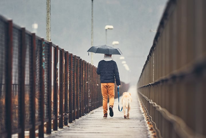 Cachorro na chuva: posso deixar o pet tomar um belo banho?