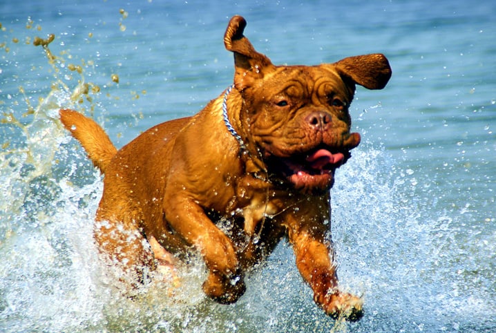 Cachorro nadando: perigos e cuidados com os pets na água