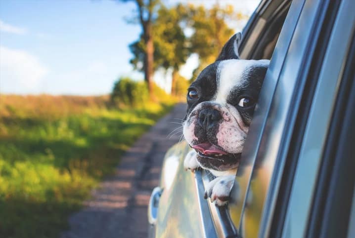 Cachorro no carro: como proteger seu amigo na hora de viajar!