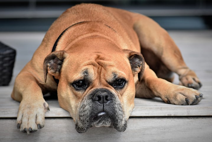 Confira incríveis opções de nomes para cachorro grande