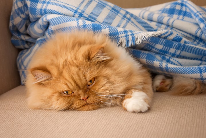 Doenças de pele em gatos: conheça e saiba como evitá-las!