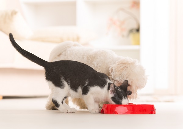 Gato pode comer ração de cachorro?