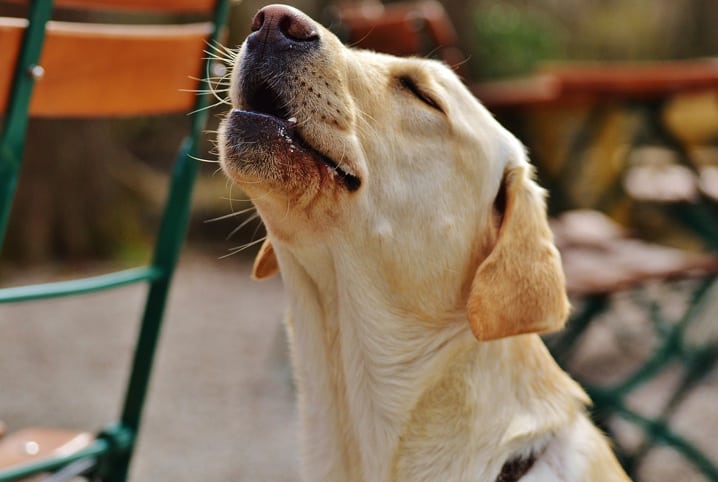 Por que o cachorro uiva? Saiba o que diz a ciência