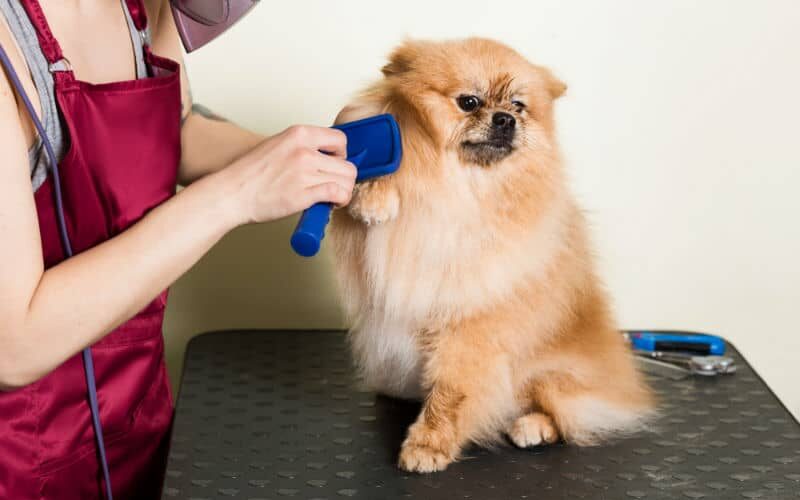 Serviços de pet shop: fique por dentro e saiba como aproveitar