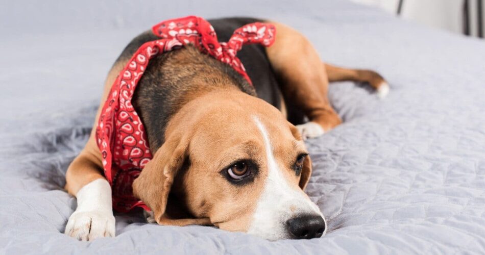 Síndrome de Cushing em cães: causas, sintomas e tratamento