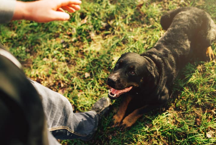 Sintoma ou comportamento canino? Tire algumas das suas dúvidas