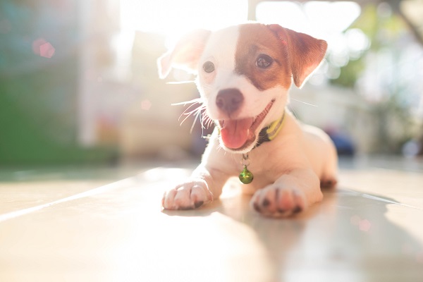 Até quantos anos o cachorro é filhote?