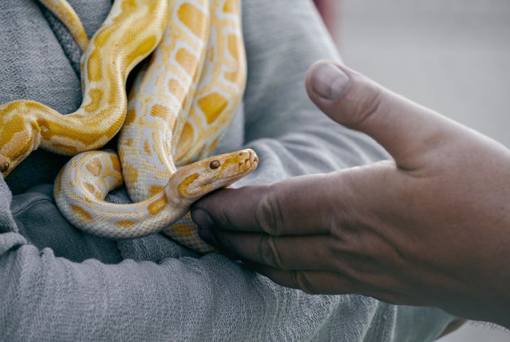 Cobra de estimação: confira dicas importantes para ter uma em casa