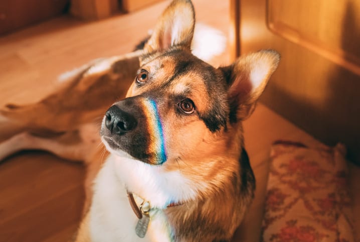 Como os cachorros enxergam? O que a ciência diz