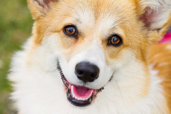 Como os cachorros enxergam?