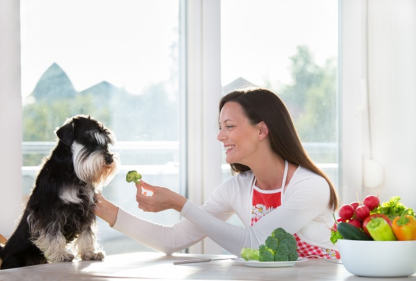 Conheça 7 legumes para cachorro e seus benefícios