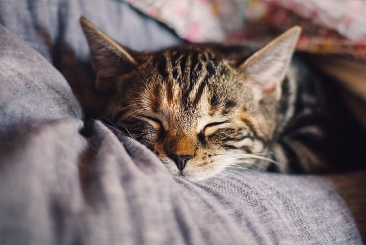 Gatos sentem frio? Saiba como cuidar dos bichanos durante o inverno