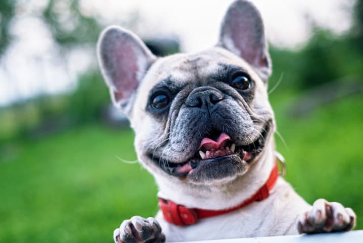 Higiene bucal do cachorro: 5 dicas para manter o sorriso de seu pet saudável!