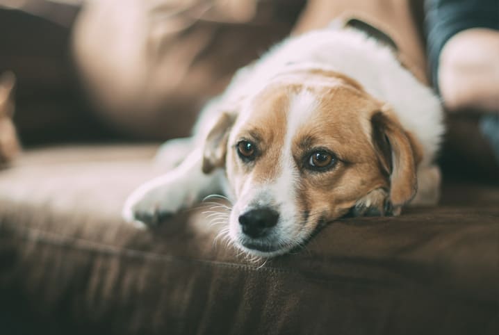 Hipotireoidismo em cães: saiba como cuidar do seu pet