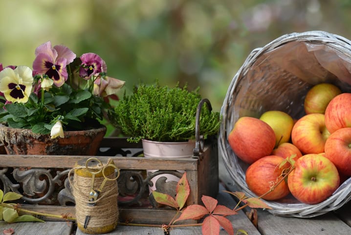 Instrumentos de jardinagem: 6 itens que não podem faltar em sua casa!