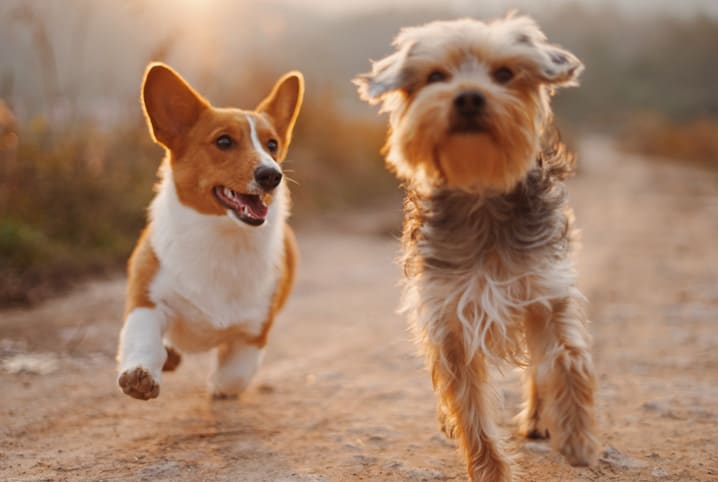 Psicologia canina: saiba como identificar o comportamento dos pets