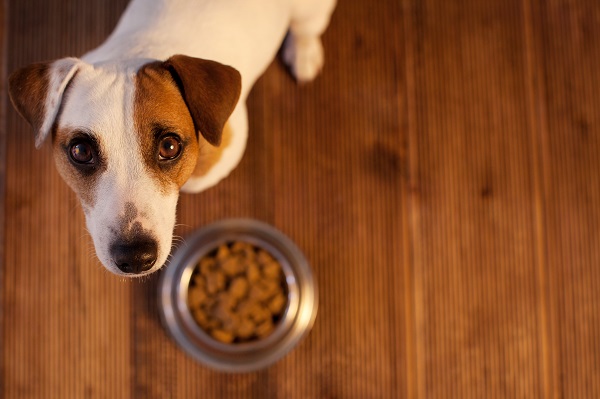 Quantas vezes por dia o cachorro pode comer?