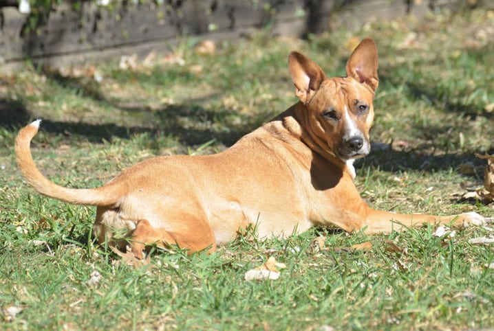 Rabo de cachorro: entenda o seu amigo por ele